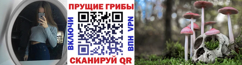 где можно купить наркотик  Вытегра  Галлюциногенные грибы Magic Shrooms 